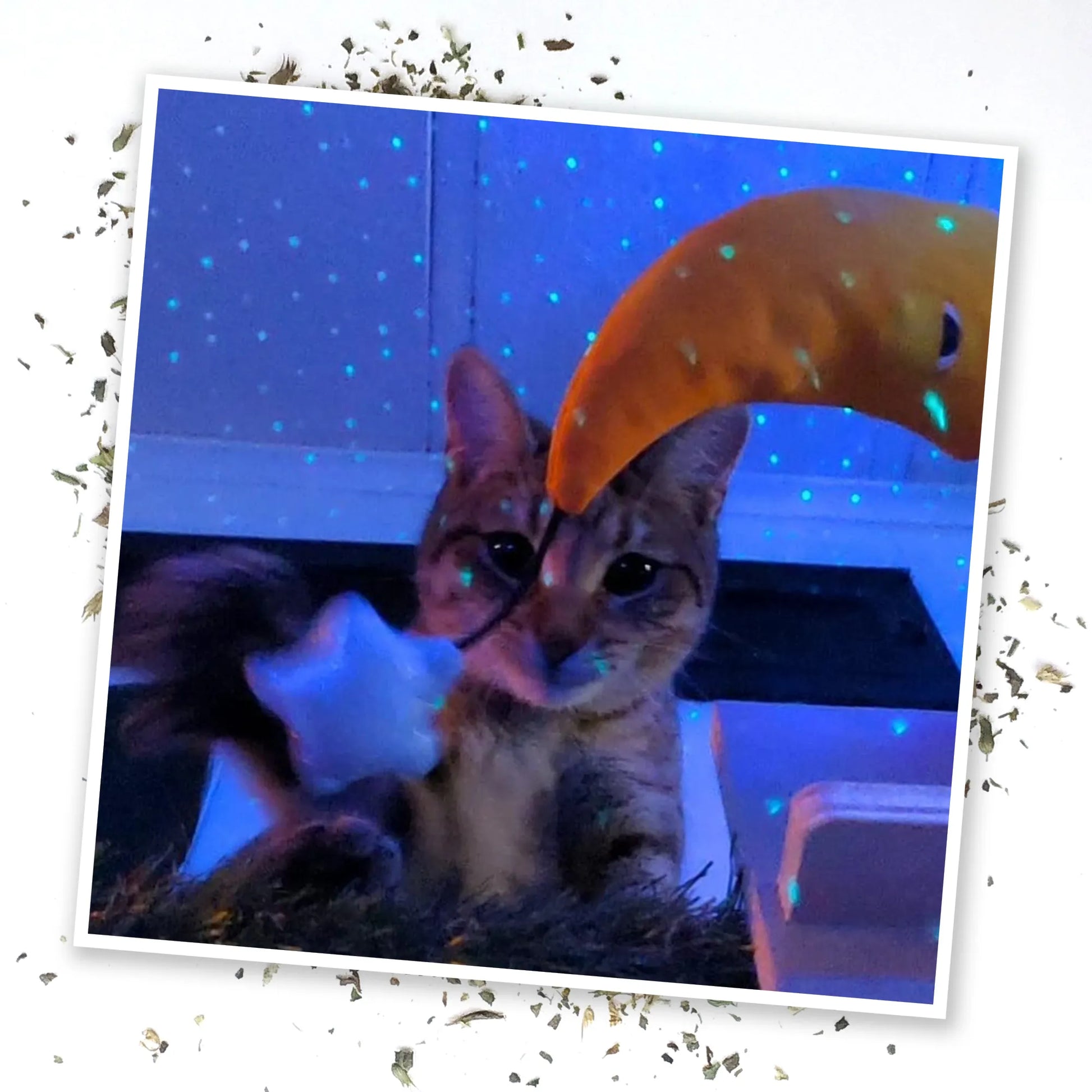 A cat swatting the star toy under dim lighting with glowing effects, creating a playful, magical atmosphere.