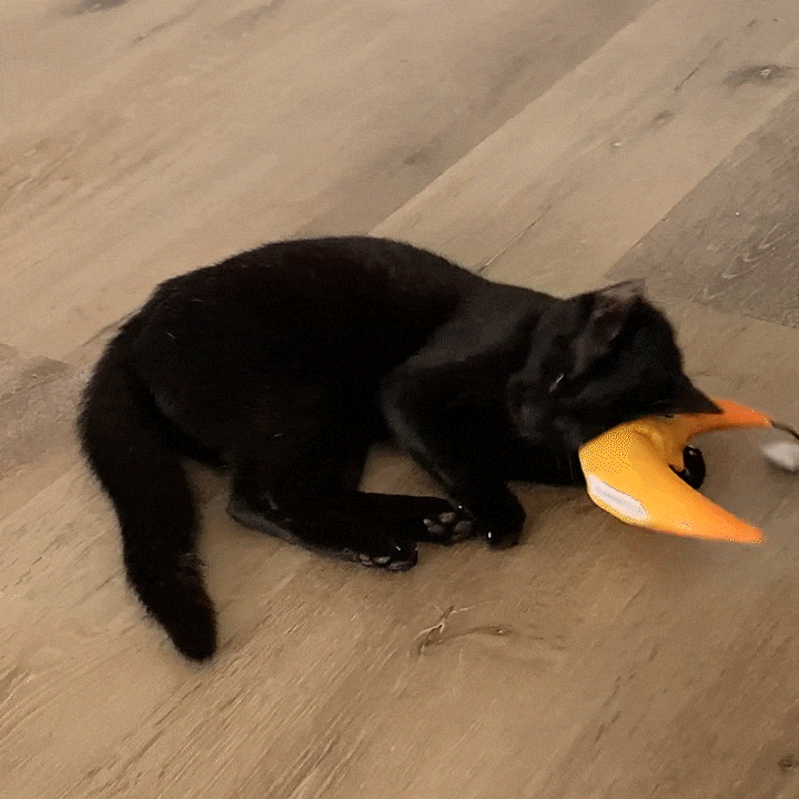 A black cat enthusiastically rolling around and hugging the moon catnip toy during playtime.