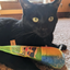 A black cat lying on a carpet, resting with a colorful snow cone cat toy featuring a playful design.
