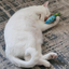 A white cat curled up on a patterned rug, peacefully hugging a blue and green snow cone toy.