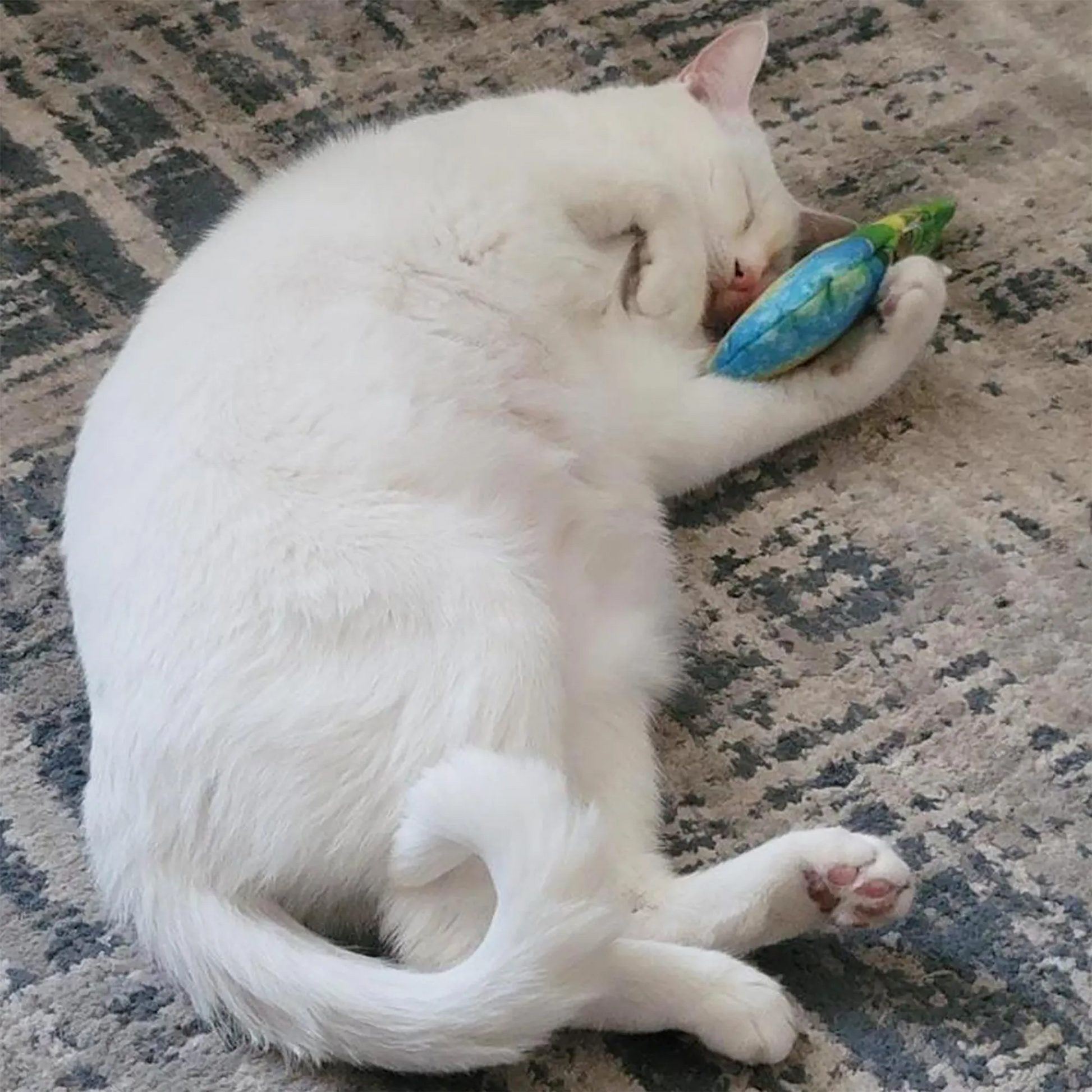 A white cat curled up on a patterned rug, peacefully hugging a blue and green snow cone toy.