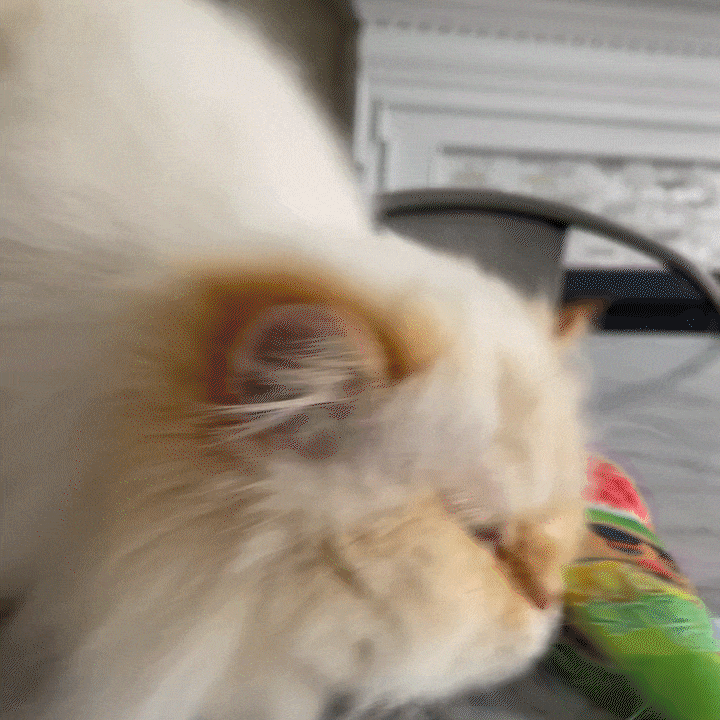 A fluffy white cat sniffing and playfully interacting with a colorful snow cone cat toy on a table.