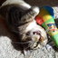 A tabby cat lying on its back, hugging and playing with the rainbow snow cone toy.
