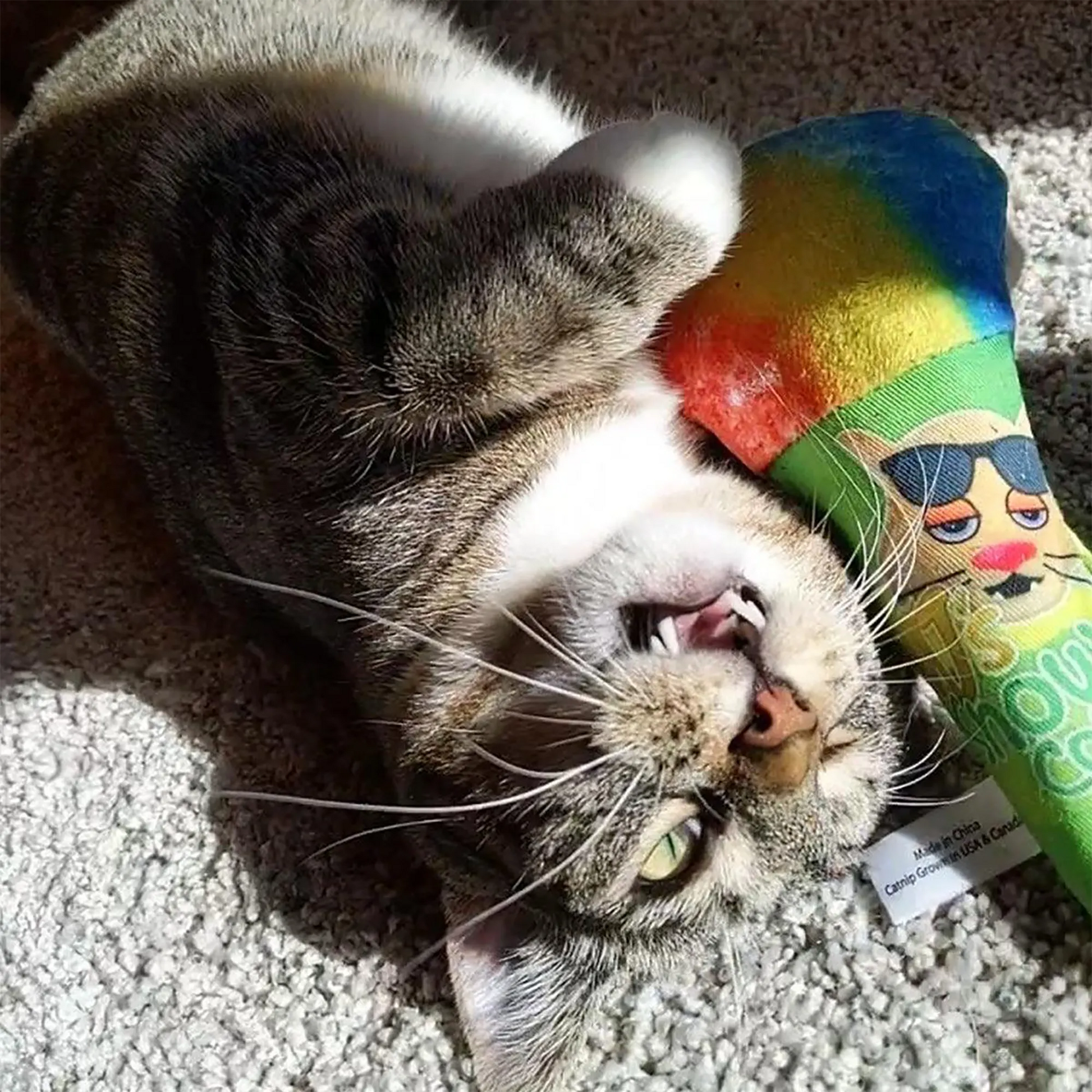 A tabby cat lying on its back, hugging and playing with the rainbow snow cone toy.