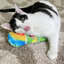 A black-and-white cat resting with its tongue out, cuddling the snow cone toy on a carpeted floor.