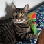A tabby cat sitting on a blanket, holding the rainbow snow cone cat toy with a wide-eyed look.