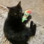 A black cat lounging on a rug, hugging the colorful snow cone toy with a curious expression.