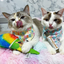 Two cats wearing playful bandanas, one holding the snow cone toy while the other sniffs a tube of catnip.