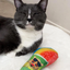 A gray-and-white cat relaxing with the snow cone toy, eyes partially closed in a content expression.