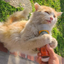 Orange and white cat outdoors, tightly hugging a bottle of Kalico Kush catnip with an excited expression.