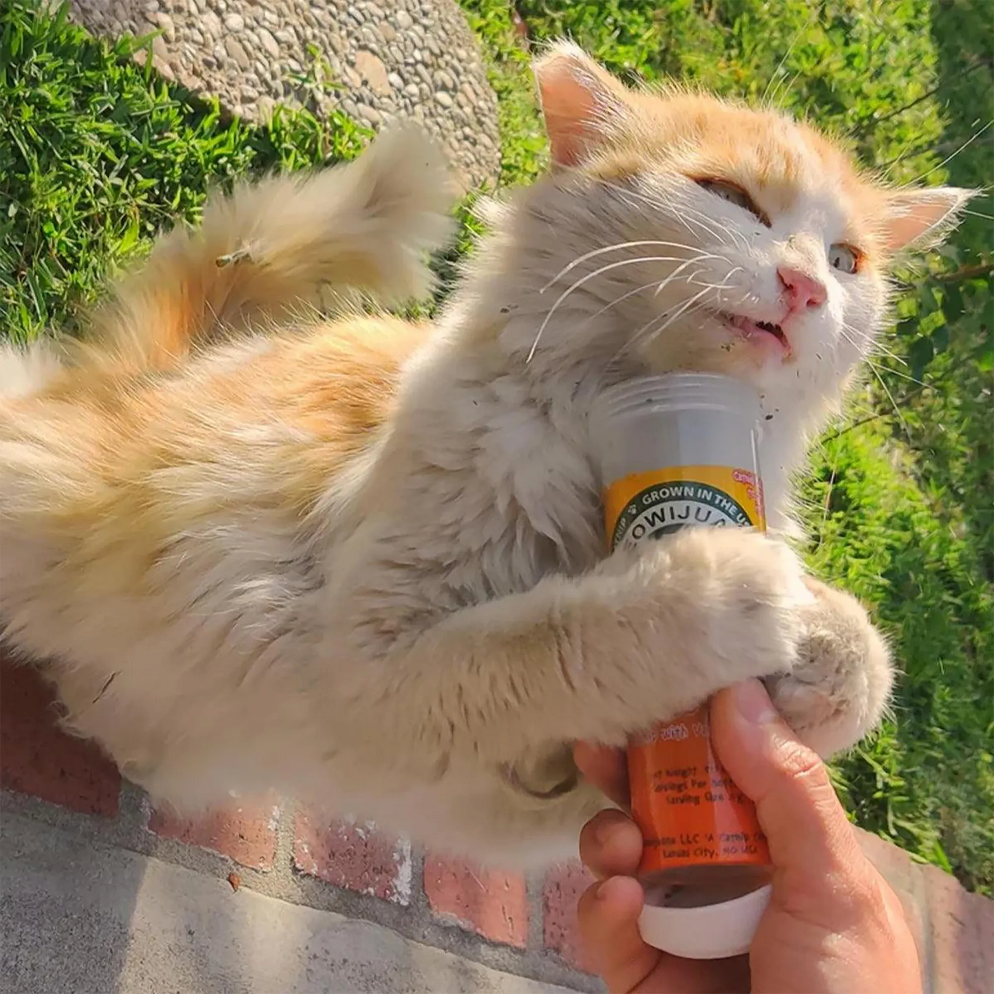 Orange and white cat outdoors, tightly hugging a bottle of Kalico Kush catnip with an excited expression.