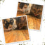 Two cats enjoying Kalico Kush catnip scattered on the floor, licking and savoring the mix.