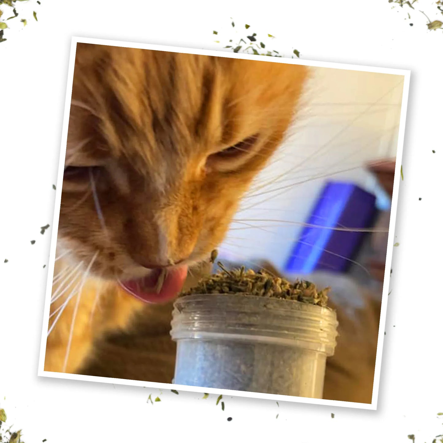 Orange cat licking from an open jar of Kalico Kush catnip, enjoying the scent and taste.
