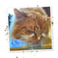 Orange fluffy cat with eyes closed, snuggling and licking the Kalico Kush catnip jar.