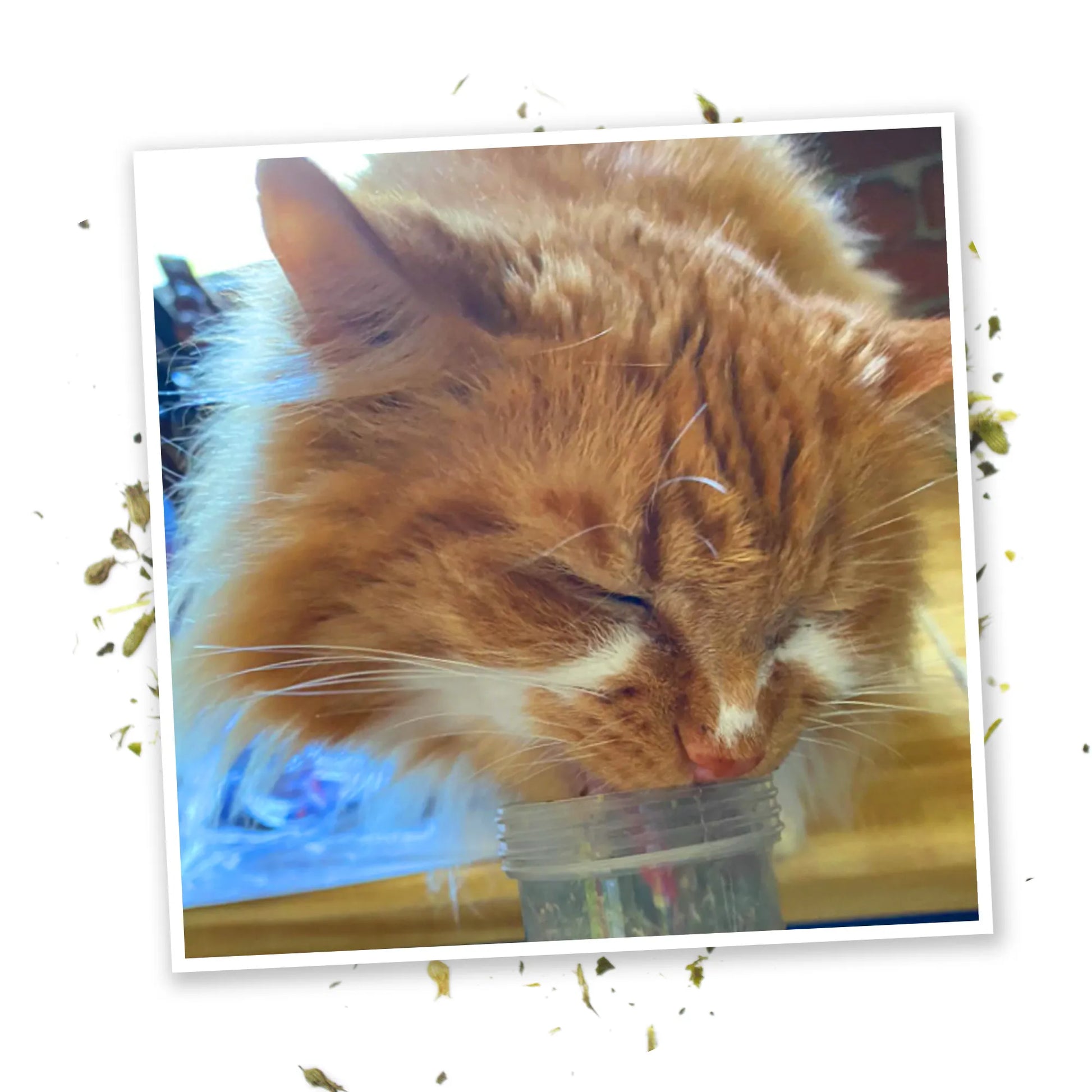 Orange fluffy cat with eyes closed, snuggling and licking the Kalico Kush catnip jar.