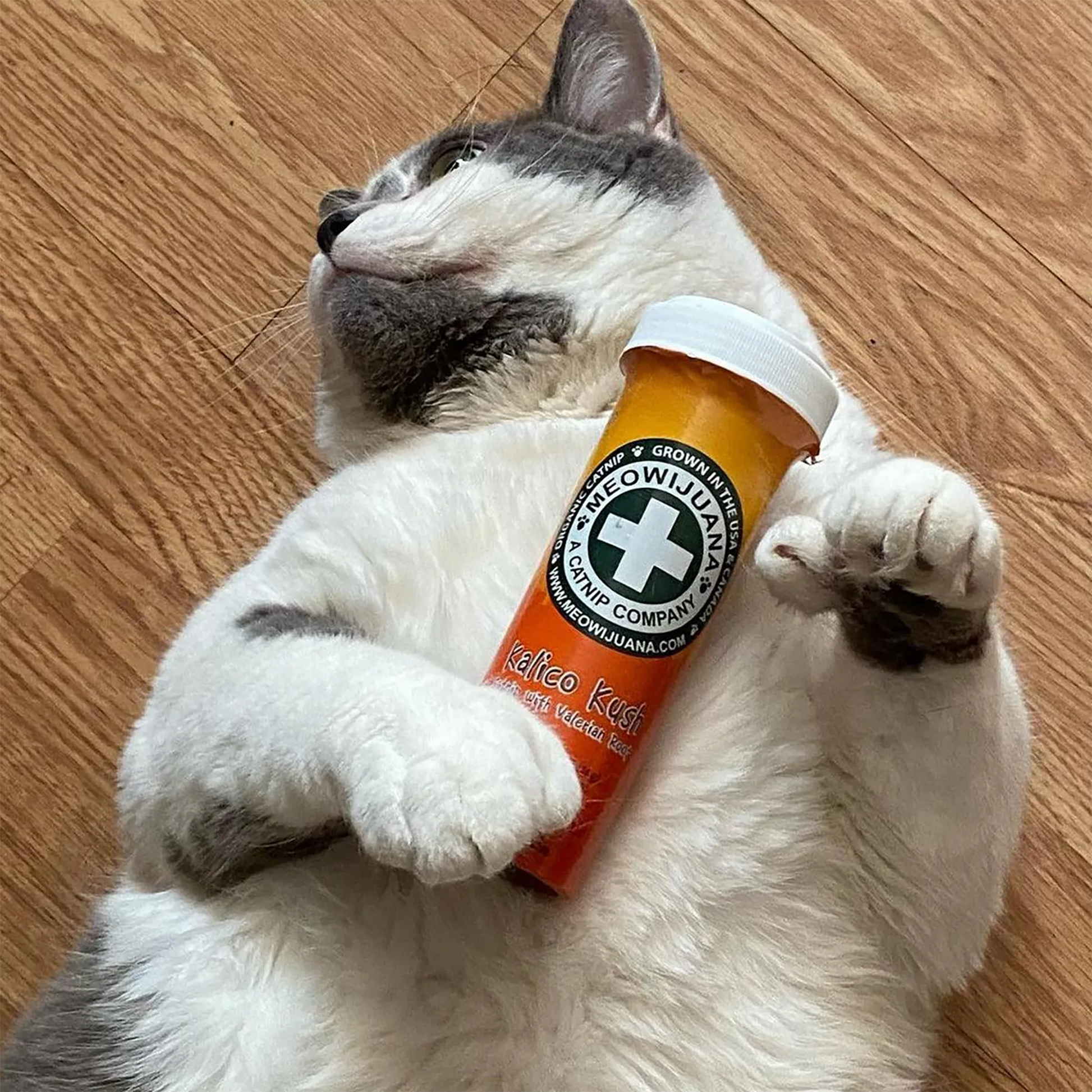 Cat lying on its back holding the Kalico Kush catnip bottle in its paws, looking content.