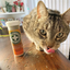 Tabby cat licking scattered Kalico Kush catnip next to the bottle on a wooden surface.