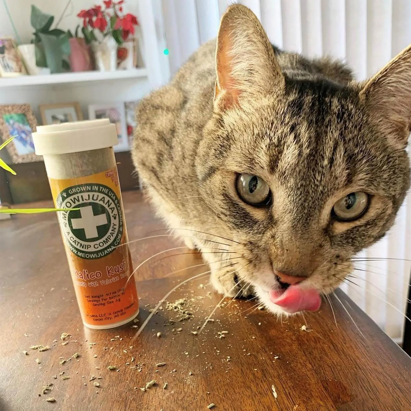 Tabby cat licking scattered Kalico Kush catnip next to the bottle on a wooden surface.