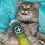 Fluffy gray cat holding a Meowi-Waui catnip container, looking happy and slightly dazed with bright green eyes.
