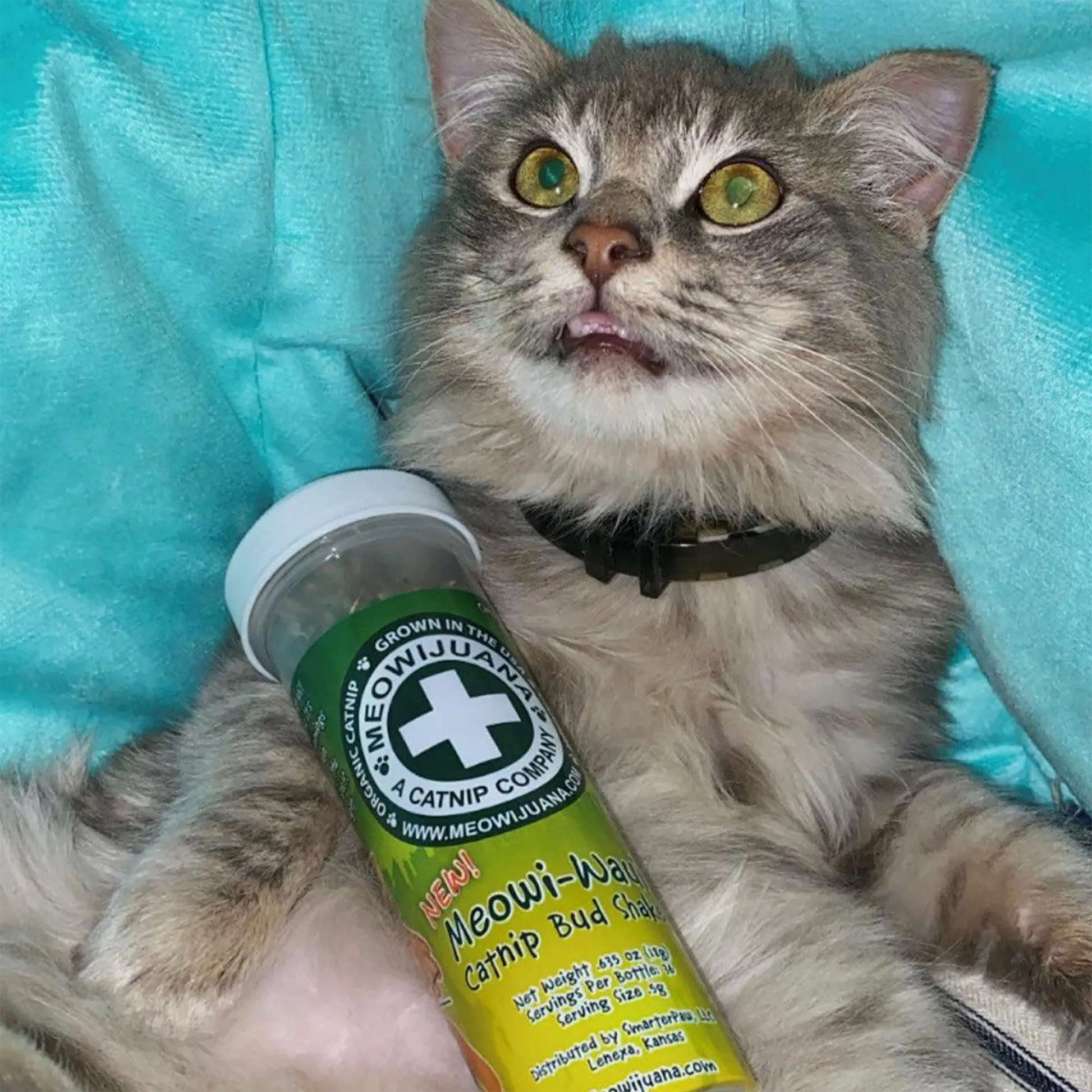 Fluffy gray cat holding a Meowi-Waui catnip container, looking happy and slightly dazed with bright green eyes.