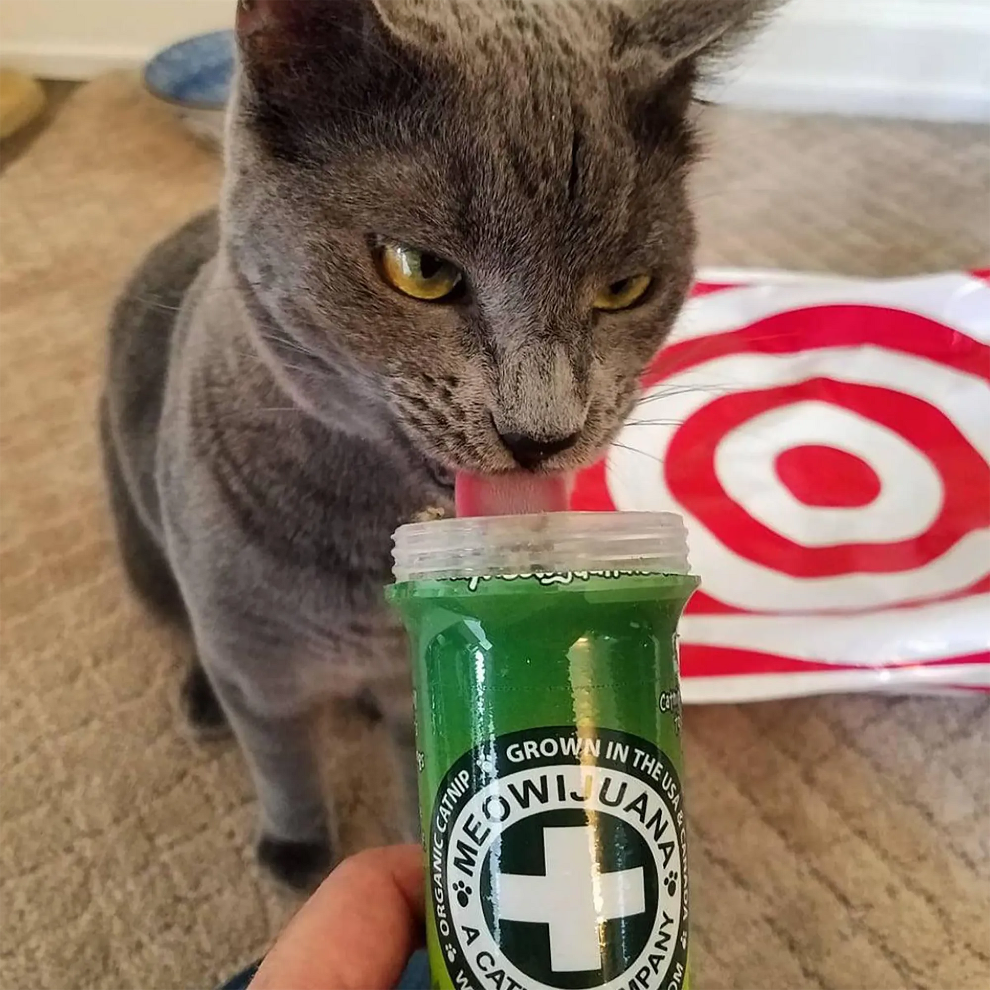 Gray cat licking the Meowi-Waui container while looking focused and interested in the catnip.