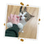 Cat eagerly reaching for a Meowijuana Crunchie Munchie treat, with treats scattered around to show the fun playtime snack.