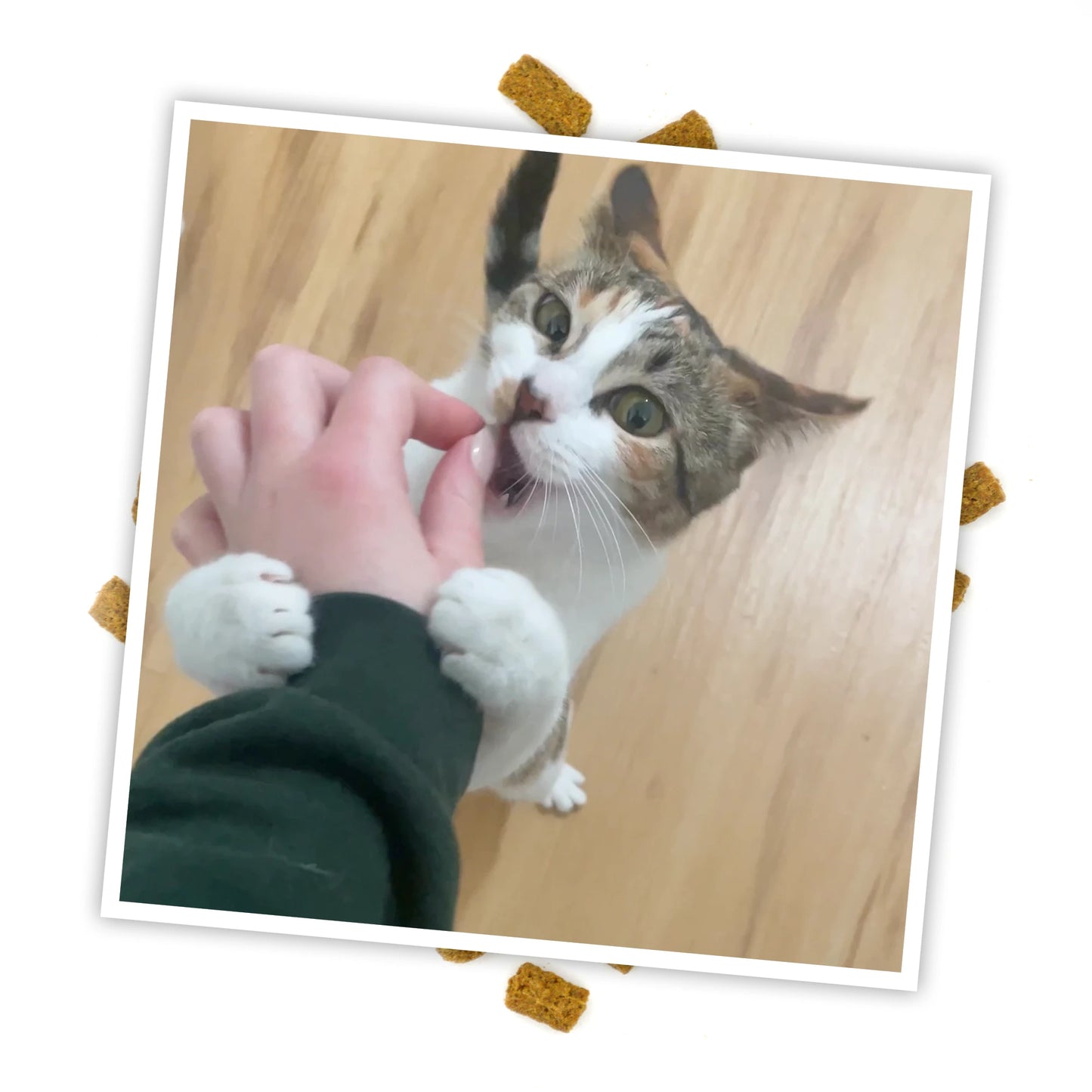 Cat eagerly reaching for a Meowijuana Crunchie Munchie treat, with treats scattered around to show the fun playtime snack.
