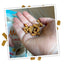 Close-up of Meowijuana Crunchie Munchie treats in hand, with a colorful scattering of treats showing the crunchiness and cat appeal.