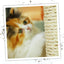 Fluffy kitten scratching a post, showcasing playful engagement and relaxation benefits from the Hybrid Catnip Spray.