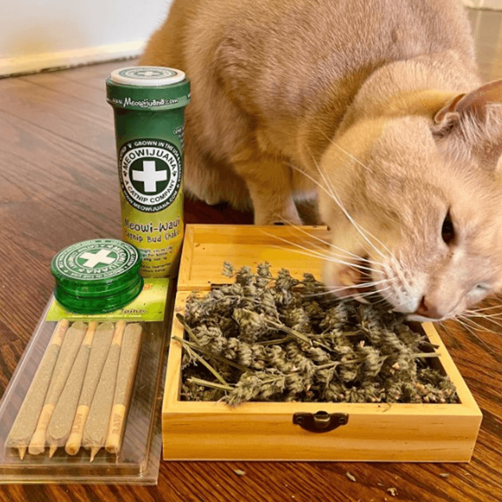 Cigar Box - Grand Daddy Purr Catnip Buds - Meowijuana - A Catnip Company