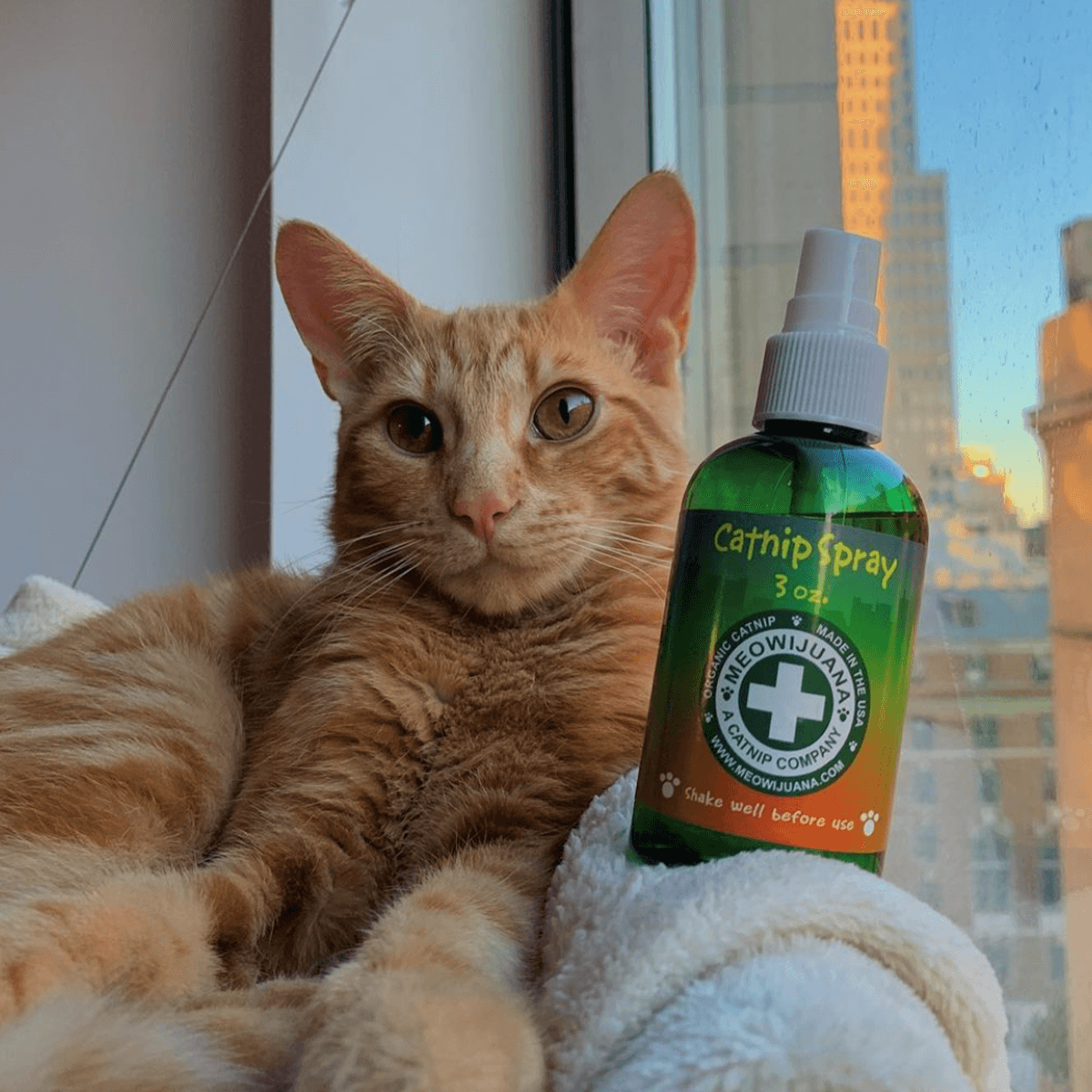 Catnip Spray, 3 oz Bottle - Meowijuana - A Catnip Company