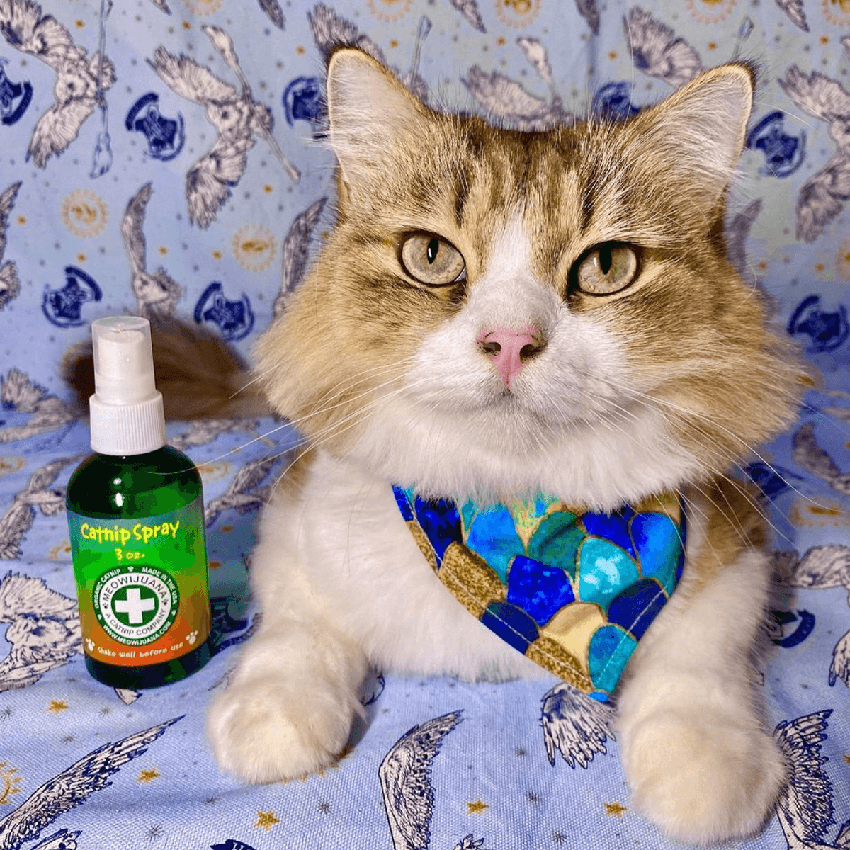 Catnip Spray, 3 oz Bottle - Meowijuana - A Catnip Company