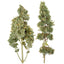 Jar of Organic Catnip Buds