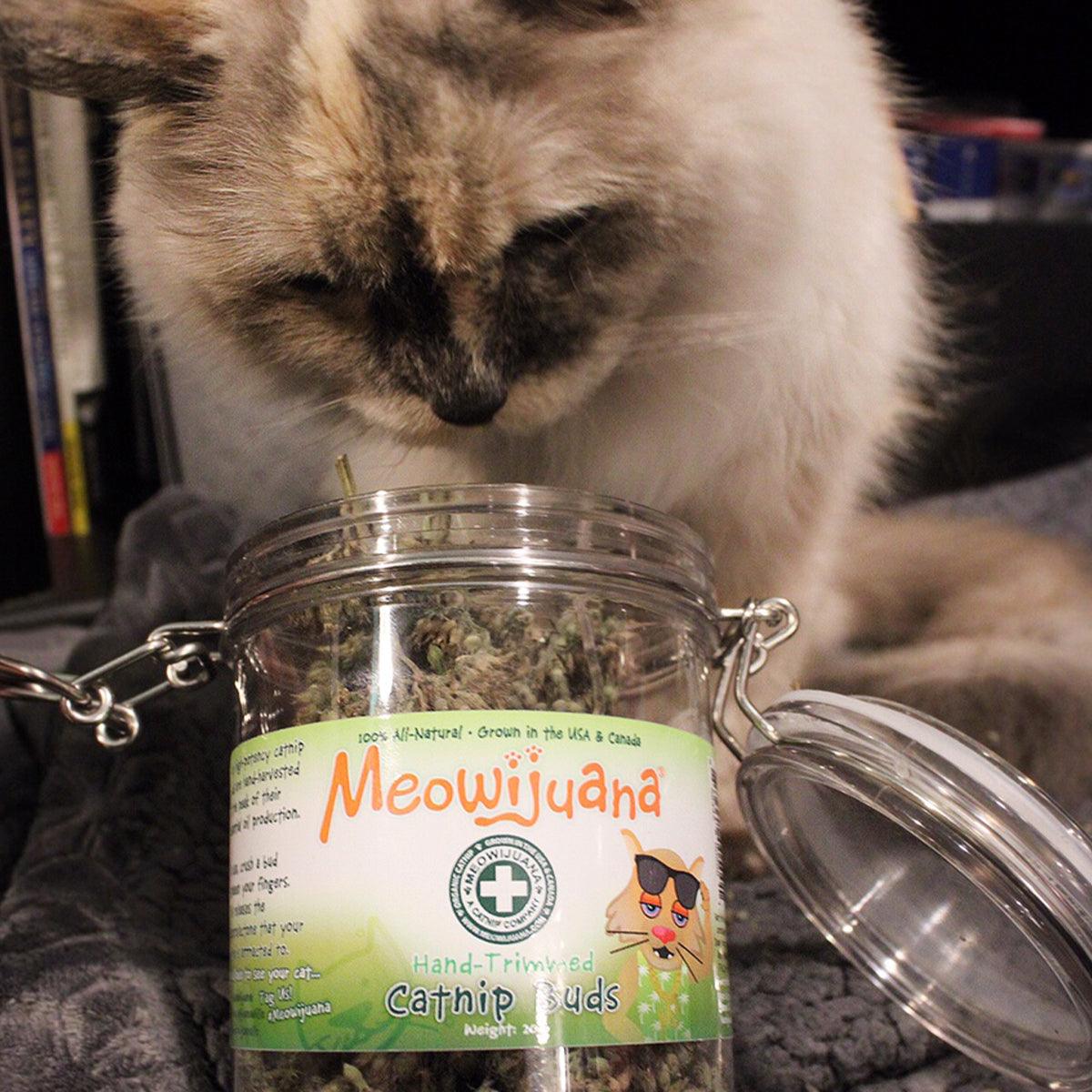 Jar of Organic Catnip Buds - Meowijuana - A Catnip Company