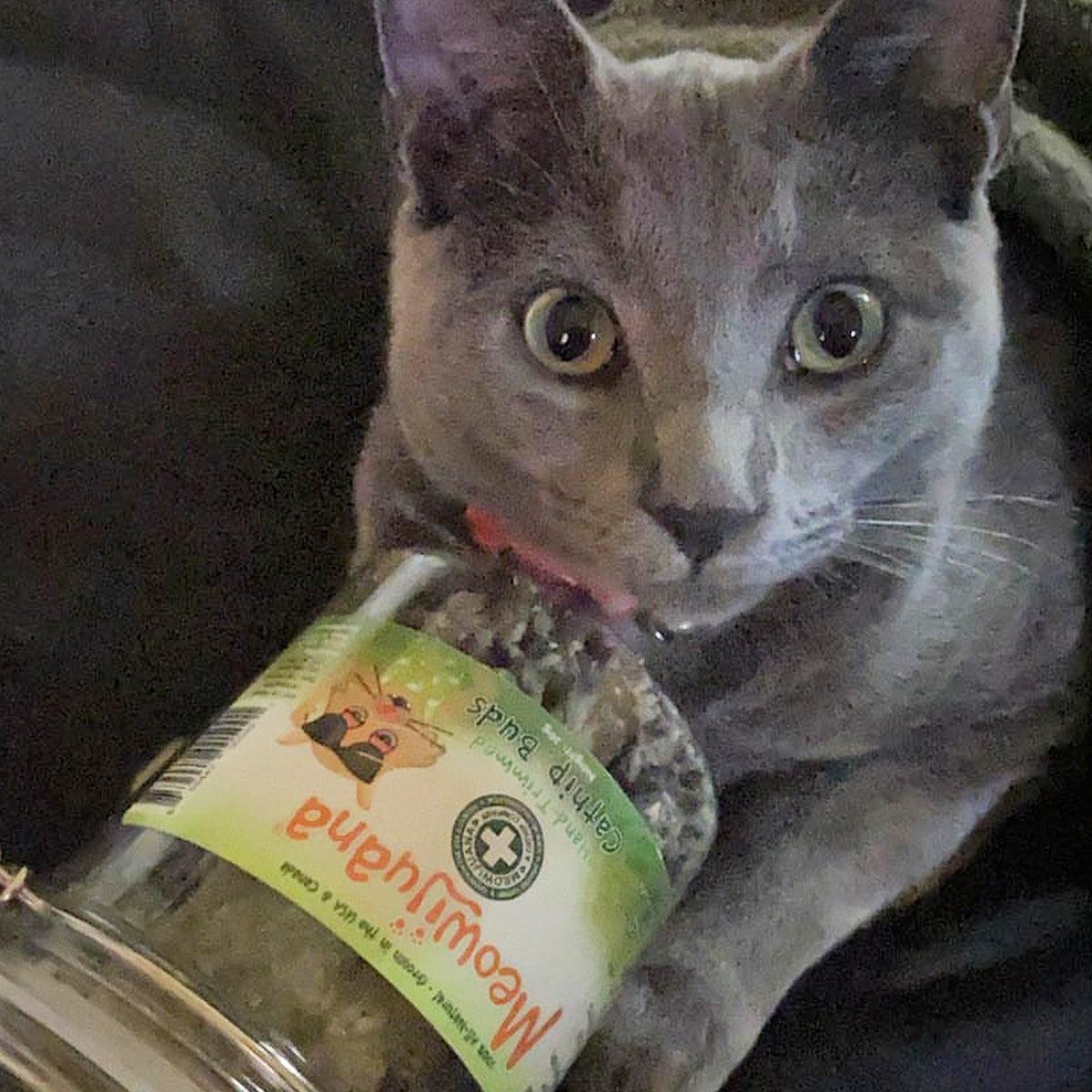Jar of Organic Catnip Buds - Meowijuana - A Catnip Company