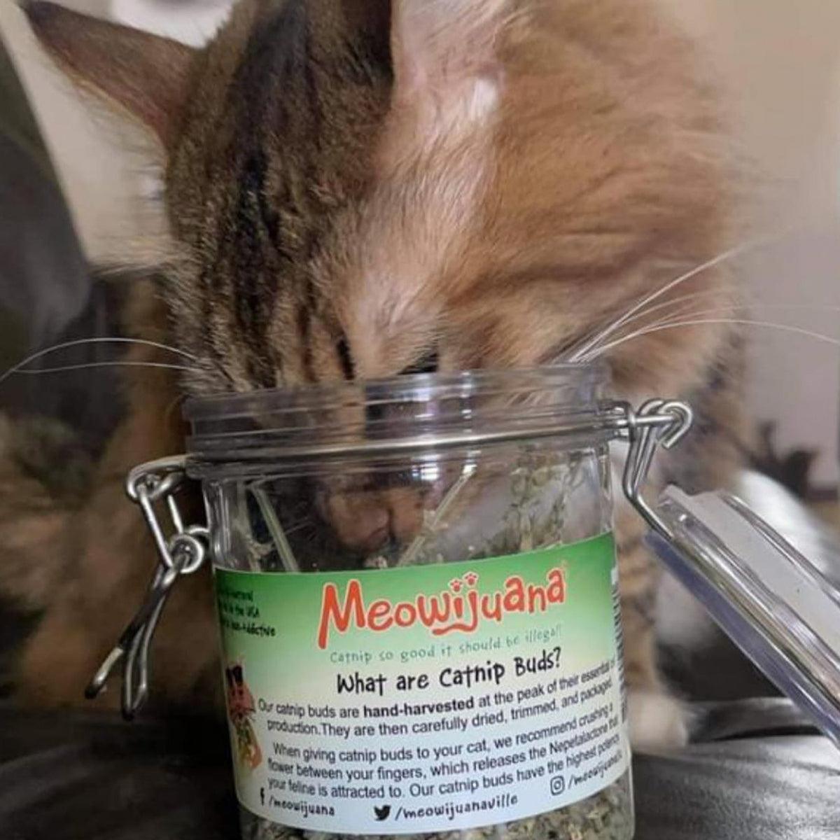 Jar of Organic Catnip Buds - Meowijuana - A Catnip Company