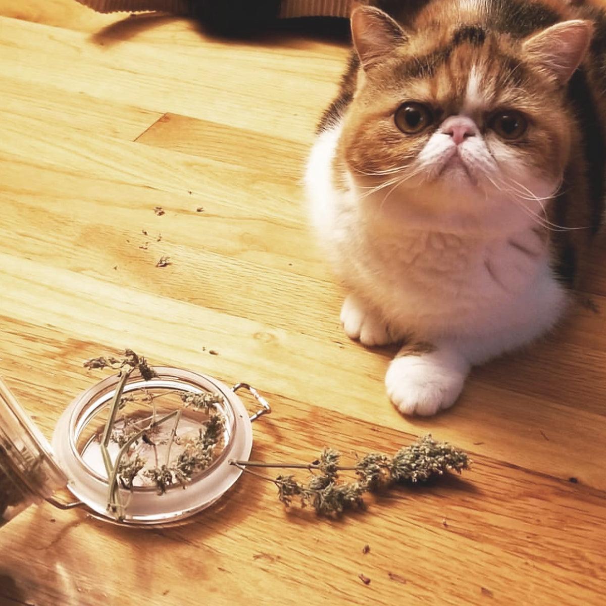 Jar of Organic Catnip Buds - Meowijuana - A Catnip Company