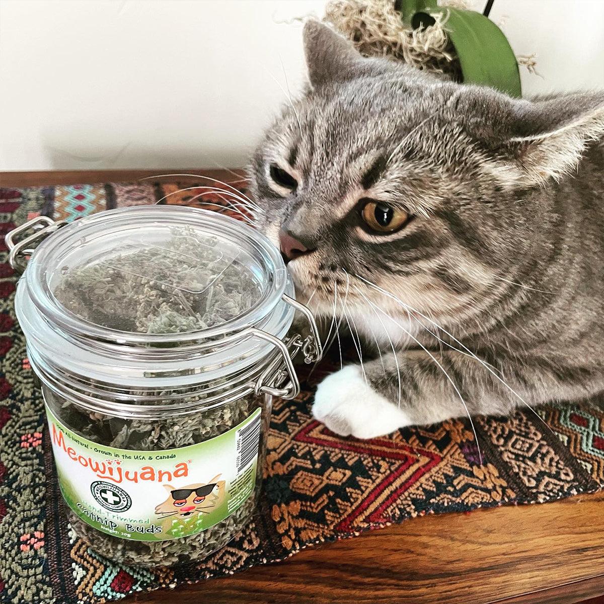 Jar of Organic Catnip Buds - Meowijuana - A Catnip Company