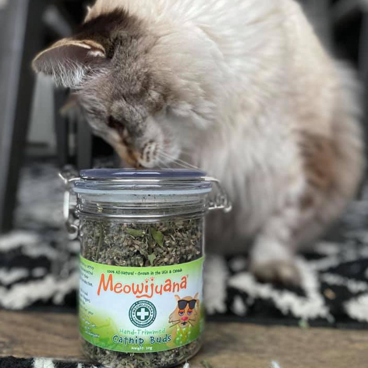 Jar of Organic Catnip Buds - Meowijuana - A Catnip Company