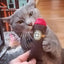 Catnip Cigar