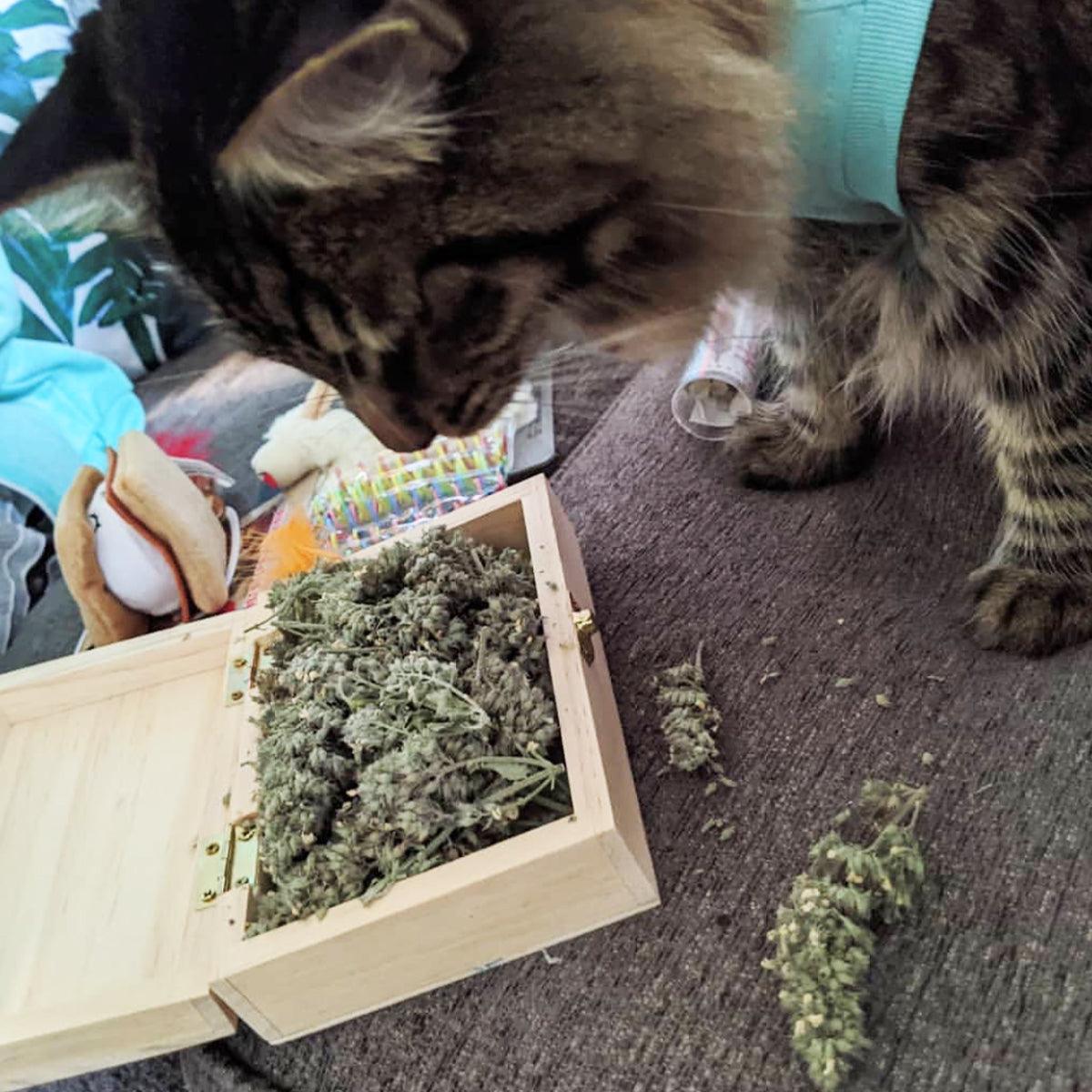 Cigar Box - Grand Daddy Purr Catnip Buds - Meowijuana - A Catnip Company