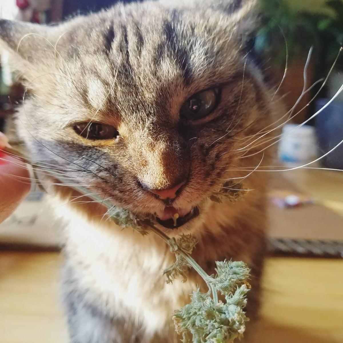 Cigar Box - Grand Daddy Purr Catnip Buds - Meowijuana - A Catnip Company