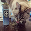 Feline Frost - Catnip, Silvervine & Peppermint Blend