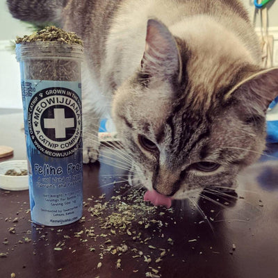 Feline Frost - Catnip, Silvervine & Peppermint Blend - Meowijuana - A Catnip Company