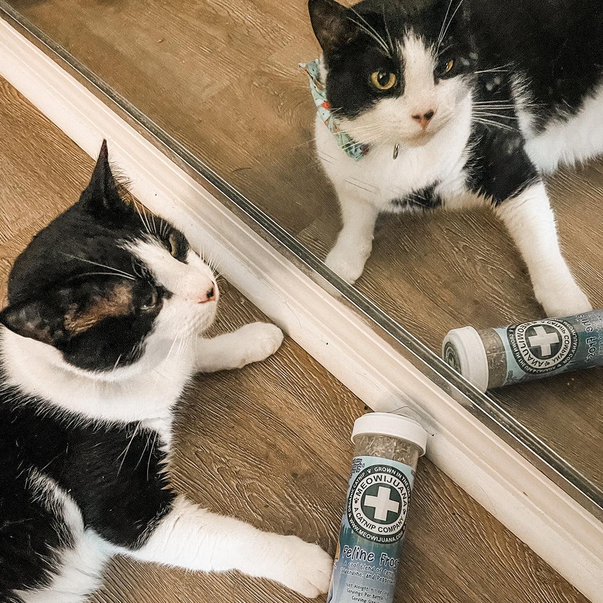 Best catnip online in the world