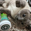 Garden Pawty - Catnip, Dill, Parsley & Valerian Root Blend - Meowijuana - A Catnip Company
