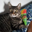 Happy Cat Bundle