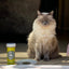 Happy Grass - Catnip & Lemongrass Blend - Meowijuana - A Catnip Company