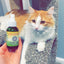 Catnip & Honeysuckle Spray, 3 oz Bottle