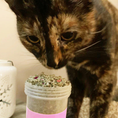 Winter Lift - Peppermint, Cranberry, Silvervine, and Catnip Blend - Meowijuana - A Catnip Company